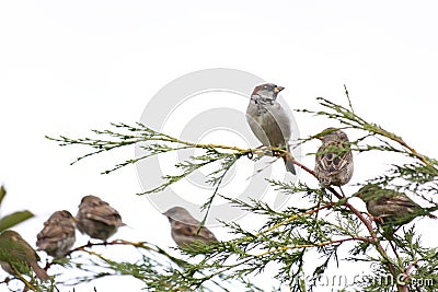 Sparrows Stock Photo