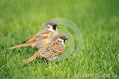 Sparrows Stock Photo