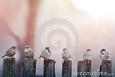 Sparrows Stock Photo