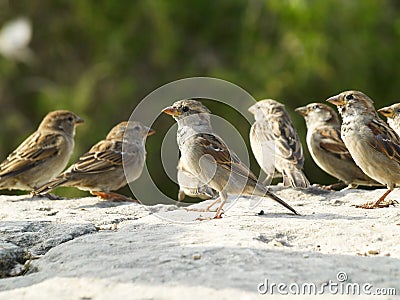 Sparrows Stock Photo