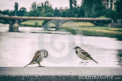 Sparrows in the city, analog filter Stock Photo