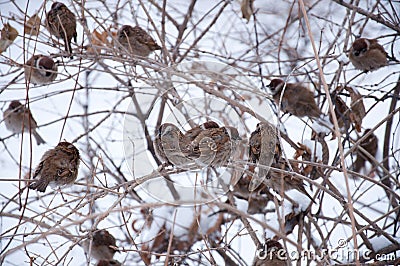 Sparrows clustered in a tree Stock Photo