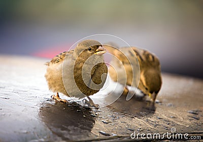 Sparrows drink water Stock Photo