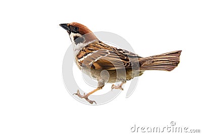 sparrows in dynamics isolated Stock Photo
