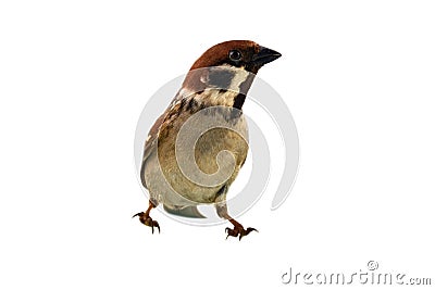 sparrows in dynamics isolated Stock Photo