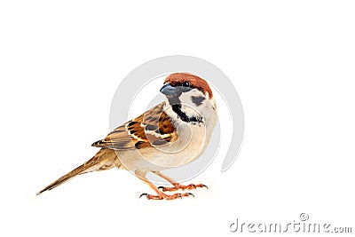 sparrows in dynamics isolated Stock Photo