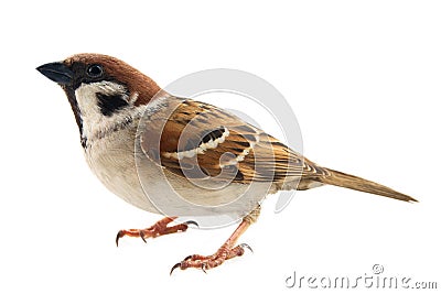 sparrows in dynamics isolated Stock Photo