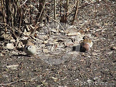 The sparrows in the early spring trying to find food. Stock Photo