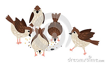 Sparrows eat seeds. Collection of cute birds on white background vector illustration Vector Illustration
