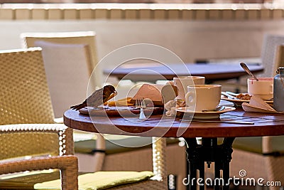 Sparrows eating leftovers from a table at a cafe. Stock Photo