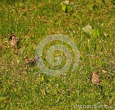 Sparrows eating and searching in the grass Stock Photo