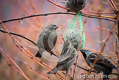 sparrows eating seeds on tree branch in th city Stock Photo