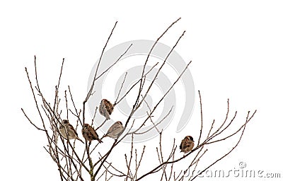 Sparrows on frozen tree Stock Photo