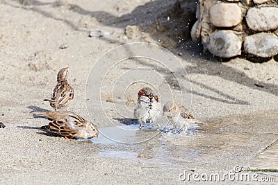 Sparrows having a shower Stock Photo