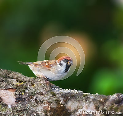 Sparrows in my garden. A telephoto of a beautiful sparrow in my garden. Stock Photo