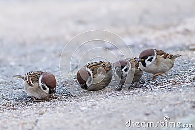 Sparrows Passer mounatus, Aves, Passseriformes Stock Photo