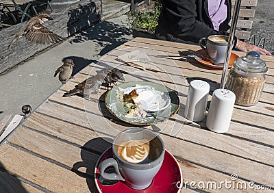 Sparrows scavenge outdoor cafe tables Stock Photo