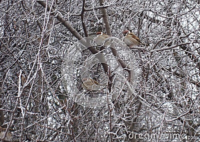 Sparrows sitting at the frozen branch Stock Photo