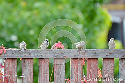 Sparrows are sitting on a wooden fence, close-up Stock Photo