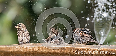 Sparrows splashing in a fountain. Bathing soaking wet brown birds Stock Photo