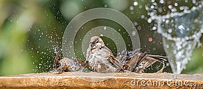 Birds splashing in a fountain. Soaking wet bird splashing in a summer fountain Stock Photo