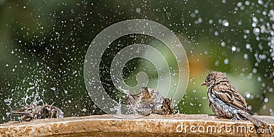 Sparrows splashing in a fountain. Cheeky brown soaking wet birds splashing in a summer fountain. Stock Photo