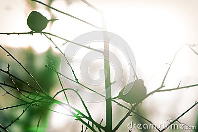 Sparrows in the spring sun. Shot in contour Stock Photo