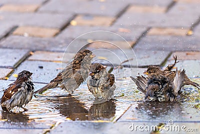 Sparrows swim in a puddle in the midday heat. Birds in city. Stock Photo