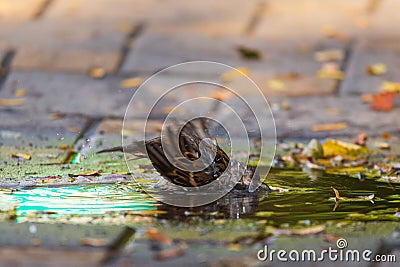 Sparrows swim in a puddle in the midday heat. Birds in city. Stock Photo