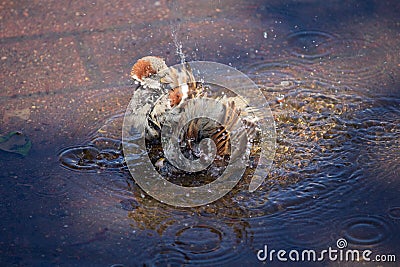 Sparrows swim in a puddle in the midday heat Stock Photo