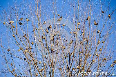 The sparrows on the tree Stock Photo