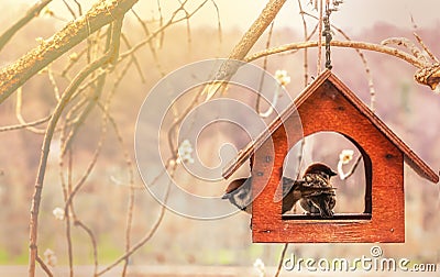 Sparrows in wooden feeding trough. are for birds. Handmade birdhouse. Stock Photo