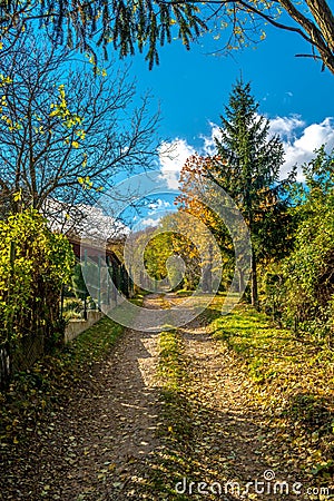 Sparse begining of forest in early autumn, Bratislava, Slovakia Stock Photo