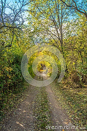 Sparse begining of forest in early autumn, Bratislava, Slovakia Stock Photo