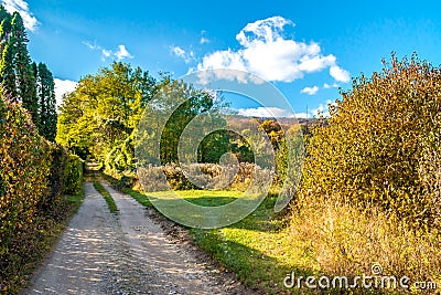 Sparse begining forest path, autumn, November, Slovakia Stock Photo