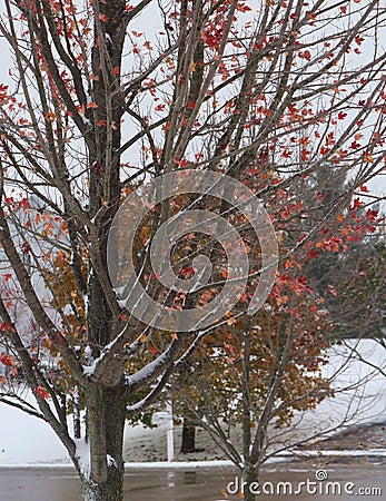 Sparse red leaves on an Autumn Blaze Maple tree with snow on its branches after an early snowfall Stock Photo