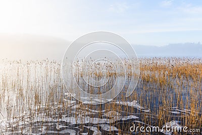 Sparse reeds standing in a frozen lake on a foggy day Stock Photo