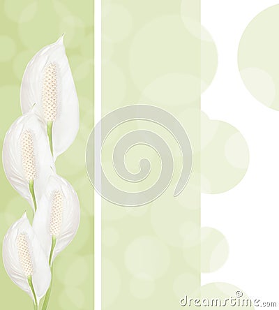 Spathiphyllum flowers background Stock Photo