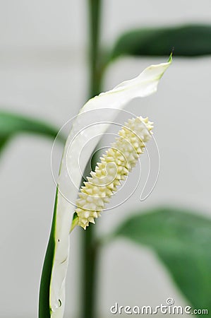 Spathiphyllum, monocotyledonous or Araceae or Spath or Lily Peace flower and rain drop or dew drop on the flower Stock Photo