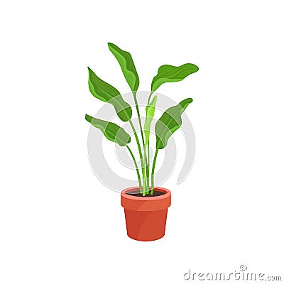Spathiphyllum or peace lily in brown ceramic pot. Houseplant with long bright green leaves. Flat vector element of home Vector Illustration