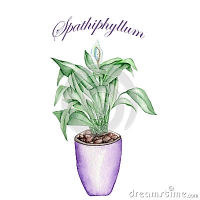 Spathiphyllum in a pot Stock Photo