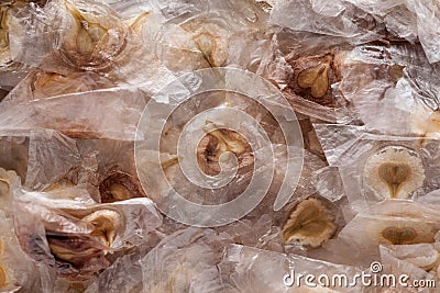 Spathodea Campanulata seed (rugtoora in hindi) Stock Photo