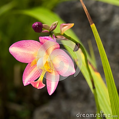 Spathoglottis Jane Goodall Stock Photo