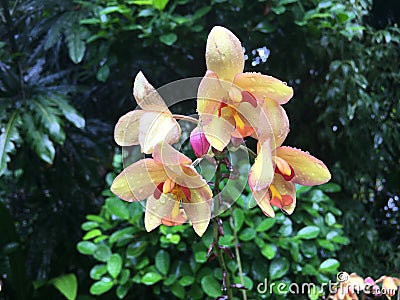 Spathoglottis Jane Goodall orchid flower Stock Photo
