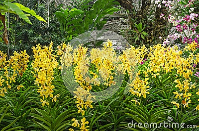 Group of yellow orchid in garden Stock Photo