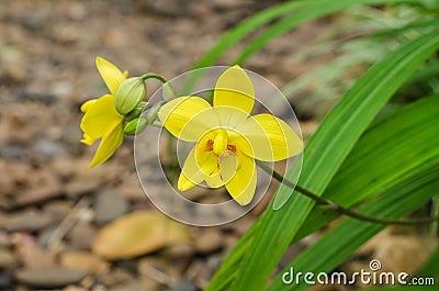 Yellow flower of Spathoglottis plicata Blume orchid Stock Photo