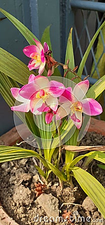 Spathoglottis Plicata Flowers Full Bloom in a Pot Stock Photo