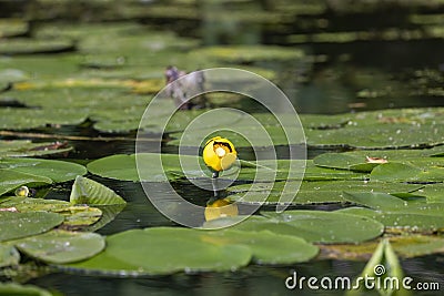 Spatterdock or cow lily or yellow pond-lily Nuphar advena Stock Photo