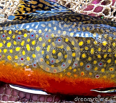 A Spawning Brook Trout Colors Stock Photo