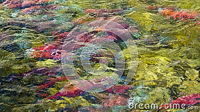 Spawning Salmon Abstract Stock Photo